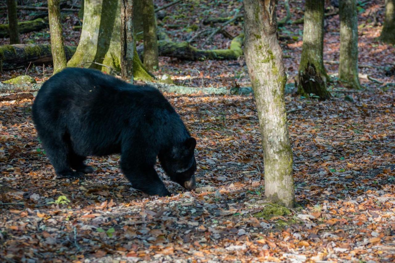 Chief Big Log Villa Hatchertown Kültér fotó